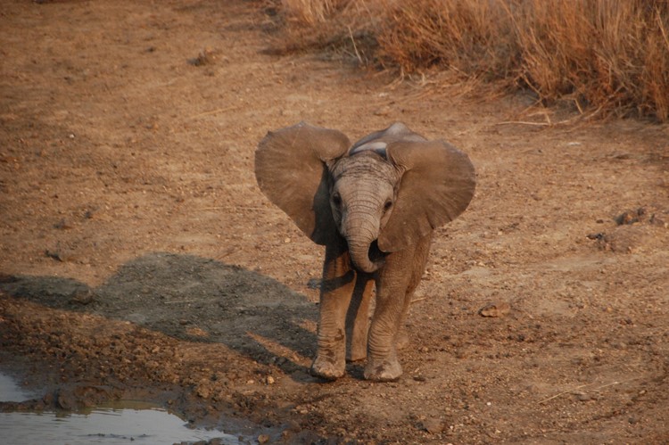Private Game Reserve, Greater Kruger